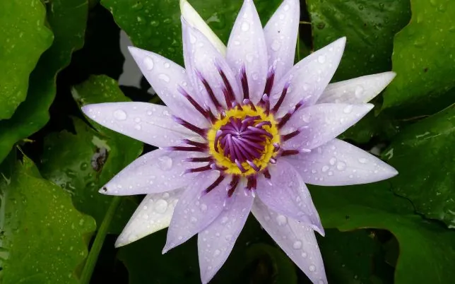 Botanischer Garten mit vielen Blumen