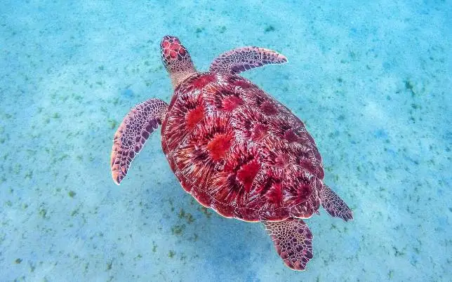 Schildkröten beim Schnorcheln entdecken.